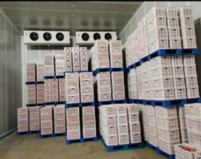 重庆冷库厂家建造桃子气调库多少钱？气调库贮藏方法达3-6个月之久
