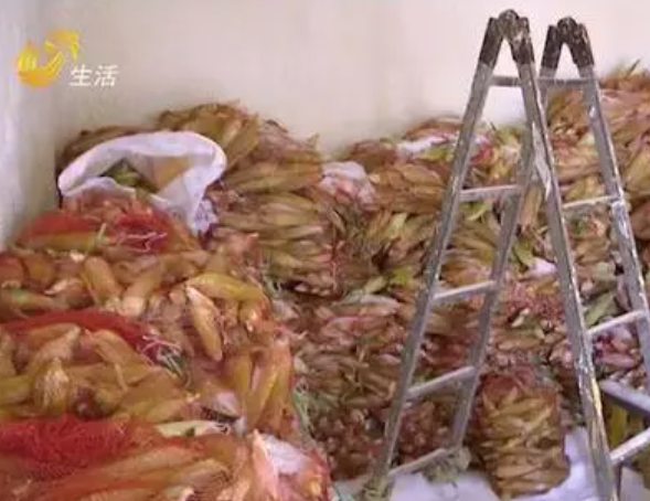冷库制冷不足 致滨州一农户3万多个鲜玉米无法销售